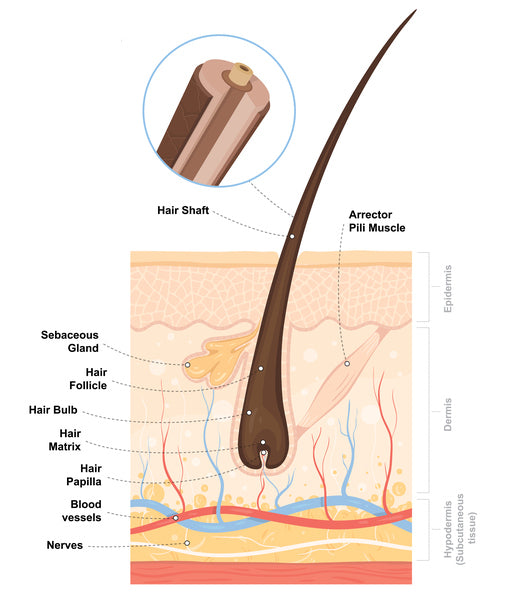 The Anatomy of The Hair Follicle.